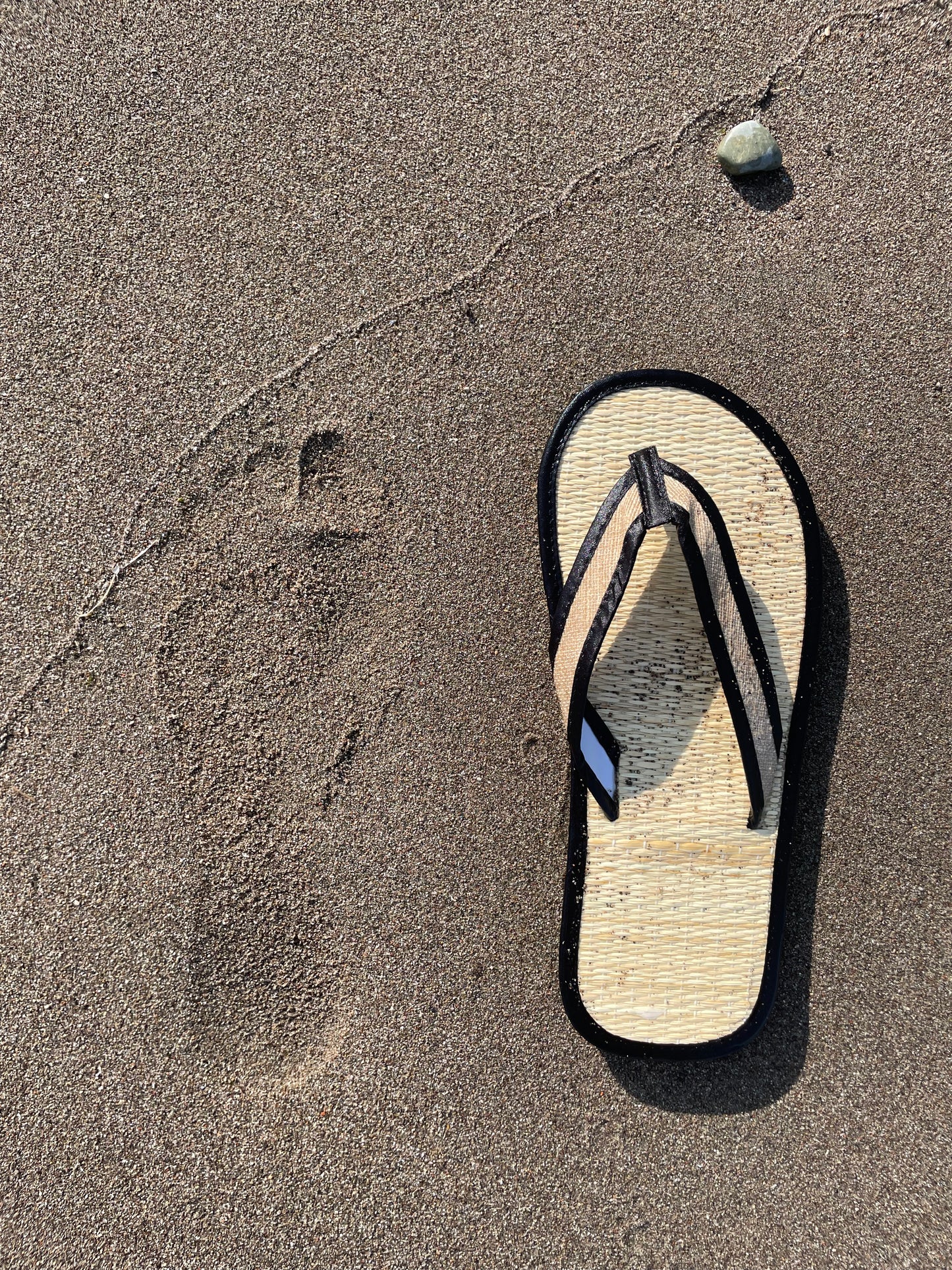 Vaso SedgeSole | Roots